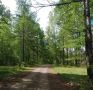 С 12 июня отменят особый противопожарный режим в лесах Забайкалья