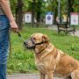 Твой друг — твоя ответственность: правила прогулок с собакой