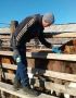 Сроки вакцинации и ревакцинации против ящура: памятка для владельцев животных