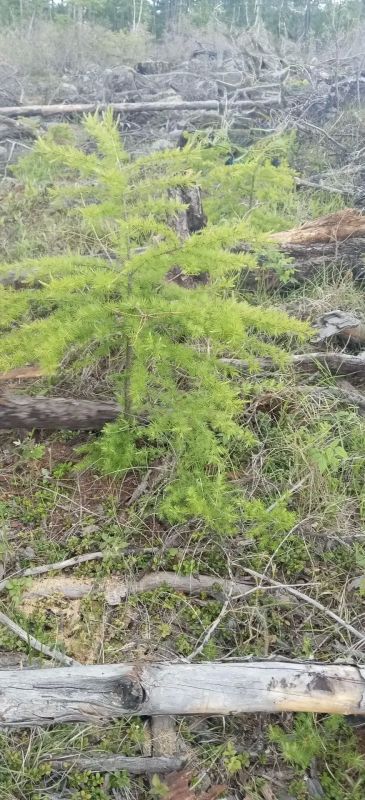 Забайкаллесхоз ухаживает за хвойными «подростками» Забайкаллесхоз ухаживает за хвойными «подростками»