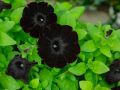 Неземные растения, которые превратят ваш сад в космическое королевство