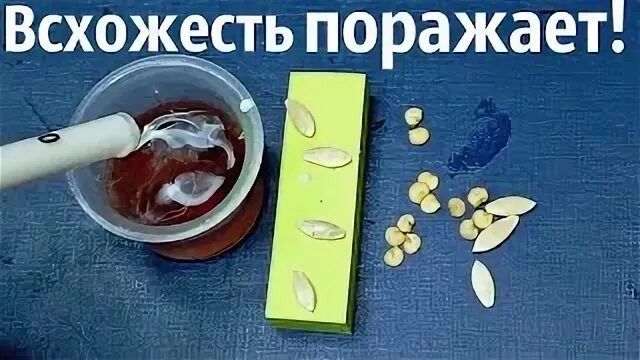 Секреты успешной рассады: как использовать мёд для крепких семян