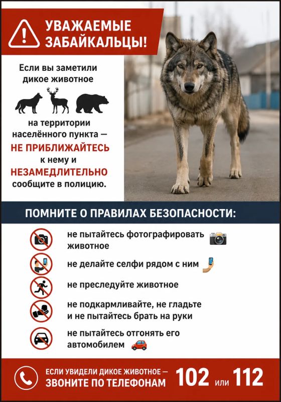 Уважаемые забайкальцы!. Если вы заметили дикое животное на территории населённого пункта — не приближайтесь к нему и незамедлительно сообщите в полицию