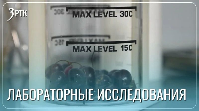 Ягоды с забайкальских прилавков проверили на токсичные вещества