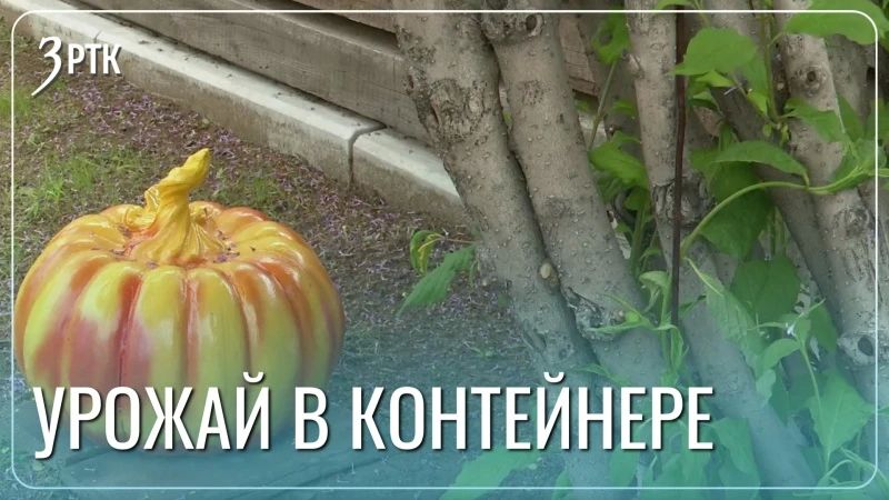 Забайкалка превратила семь соток в полигон для экспериментов