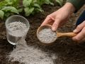 Фитофтора: опасный враг садоводов