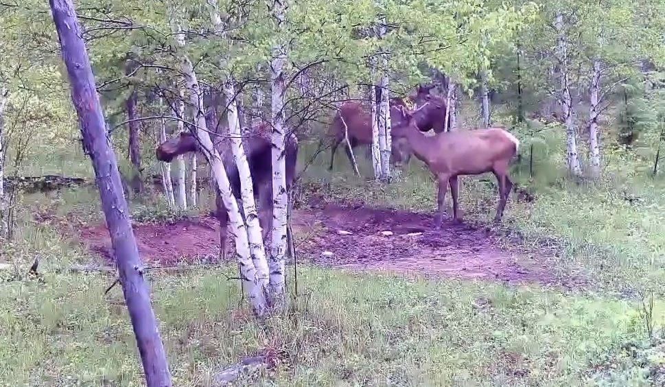 Лось и олень встретились на одном солонце в Забайкалье Лось и олень встретились на одном солонце в Забайкалье