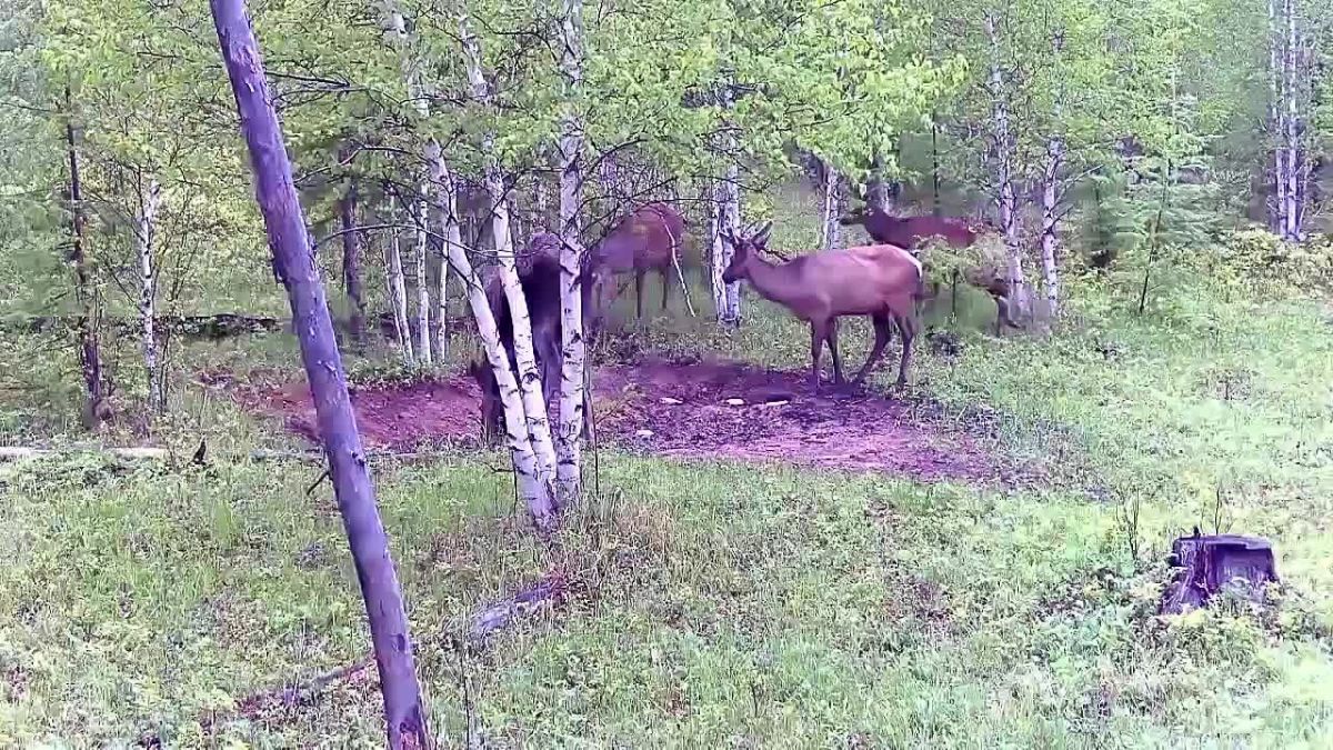 Редкий кадр из дикой природы Забайкалья