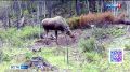 Фотоловушка Минприроды Забайкалья сняла лося и оленя на одном солонце