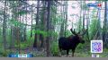 Лось попал в фотоловушку в заказнике «Бутунгарский» в Забайкалье