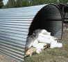 Две тонны соли — диким обитателям забайкальских заказников