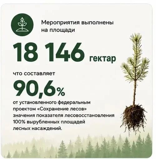 Темпы лесовосстановления растут в Забайкалье Темпы лесовосстановления растут в Забайкалье