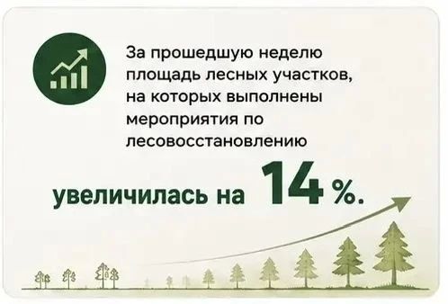 Темпы лесовосстановления растут в Забайкалье Темпы лесовосстановления растут в Забайкалье