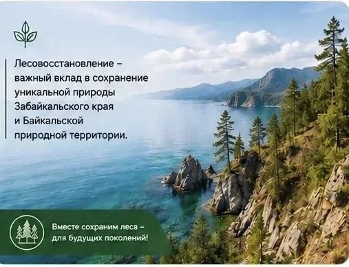 Темпы лесовосстановления растут в Забайкалье Темпы лесовосстановления растут в Забайкалье