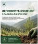 Темпы лесовосстановления растут в Забайкалье