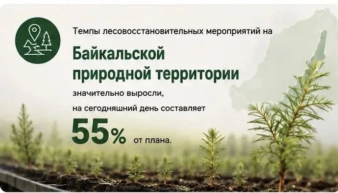 Темпы лесовосстановления растут в Забайкалье Темпы лесовосстановления растут в Забайкалье