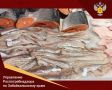 Роспотребнадзор контролирует качество и безопасность рыбной продукции