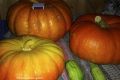Тайны успешного ухода за тыквой: увидьте идеальный урожай