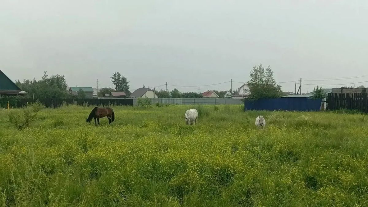 Специалисты отдела муниципального контроля в сфере благоустройства на прошлой неделе по обращениям граждан на прошлой неделе провели проверки по фактам нахождения сельскохозяйственных животных на территориях общего... Специалисты отдела муниципального контроля в сфере благоустройства на прошлой неделе по обращениям граждан на прошлой неделе провели проверки по фактам нахождения сельскохозяйственных животных на территориях общего...