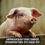 Африканская чума свиней (АЧС) — особо опасная вирусная болезнь домашних свиней и диких кабанов