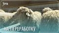План по настригу шерсти перевыполнен в Забайкалье