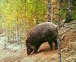 #Фотоловушка. Кабан заглянул на подкормочную площадку заказника Среднеаргунский и стал очередной лесной моделью ) "До зимы ещё есть время, но для обитателей леса подготовка к холодному сезону начинается заранее
