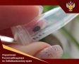 Роспотребнадзор мониторирует ситуацию с заболеваемостью КВЭ и укусами клещей на территории края