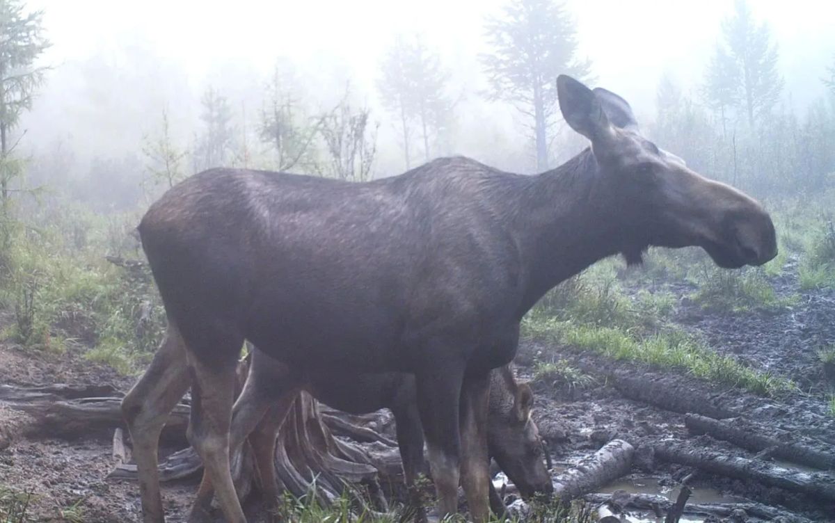 Семья лосей попала в объектив фотоловушки в Забайкалье