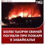 Более тысячи животных погибли при пожаре на свинокомплексе в Забайкалье, сообщили в МЧС