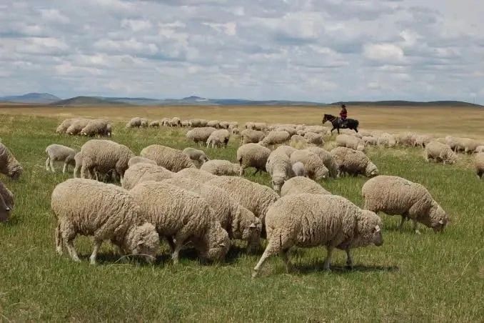 Отличная новость пришла из Федеральной службы по интеллектуальной собственности, которая официально зарегистрировала новый бренд нашей малой родины — «Агинская шерсть»! Отличная новость пришла из Федеральной службы по интеллектуальной собственности, которая официально зарегистрировала новый бренд нашей малой родины — «Агинская шерсть»!