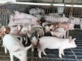 Минэконом Забайкалья готов помочь сгоревшему свинокомплексу в Маккавеево
