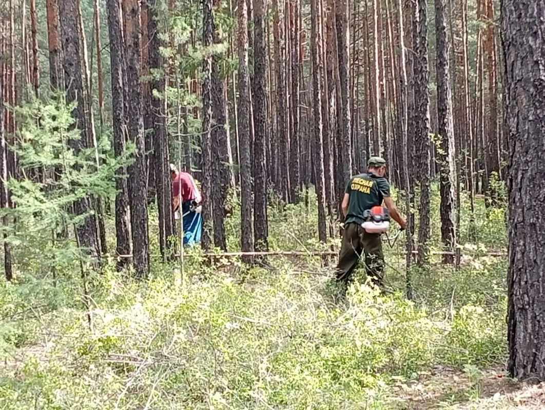 В районе санатория "Карповка" сотрудники Читинского участка КГСАУ "Забайкаллесхоз" Верхне-Читинского лесничества выполняют мероприятие по устройству противопожарного заслона в рамках национального проекта "Экологическое... В районе санатория "Карповка" сотрудники Читинского участка КГСАУ "Забайкаллесхоз" Верхне-Читинского лесничества выполняют мероприятие по устройству противопожарного заслона в рамках национального проекта "Экологическое...