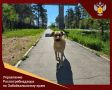 15 августа – Всемирный день бездомных животных