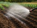 Как сохранить плодородие почвы после картофеля: советы агрономов