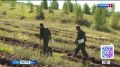 Специалисты лесного хозяйства продолжают масштабную кампанию по заготовке и сортировке посадочного материала