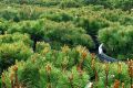 Зеленое вдохновение: что предлагает садовый центр Green Space