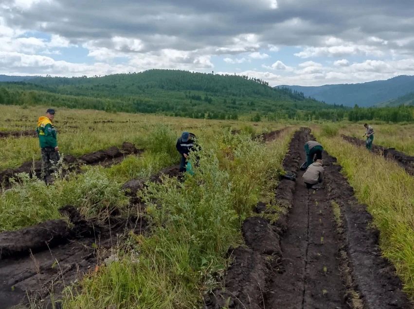 В Забайкалье восстанавливают леса: 300 тысяч новых сосен и уход за молодняком