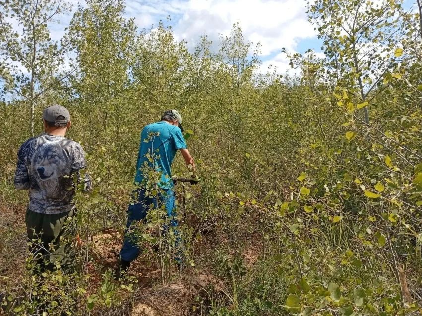 В Забайкалье восстанавливают леса: 300 тысяч новых сосен и уход за молодняком В Забайкалье восстанавливают леса: 300 тысяч новых сосен и уход за молодняком