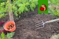 Как добиться отличного урожая картофеля: советы опытных огородников