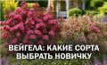 Вейгела: красота вашего сада без лишних хлопот