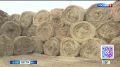 Аграрии Забайкалья заготовили 35% от запланированного объёма сена
