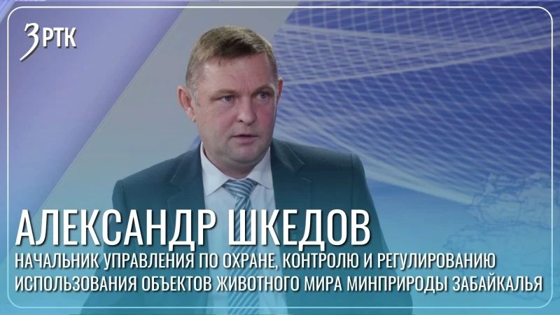 Медведь: инструкция как снизить риски от Минприроды