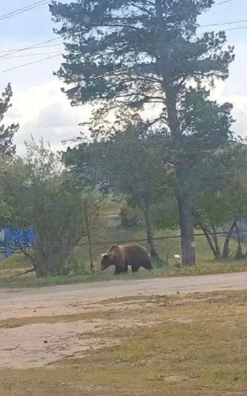 Медведь бродил возле села в Дульдургинском округе