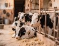 В Забайкалье выявлено 217 нарушений учёта скота за 8 месяцев работы