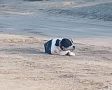 В Борзе разыскивают агрессивную собаку, которая серьёзно травмировала подростка