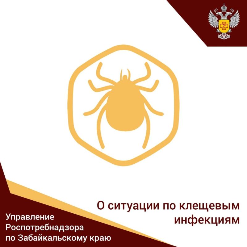 Роспотребнадзор мониторирует ситуацию с заболеваемостью КВЭ и укусами клещей на территории края