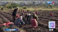 Сельскохозяйственные товаропроизводители Забайкалья продолжают уборку урожая картофеля