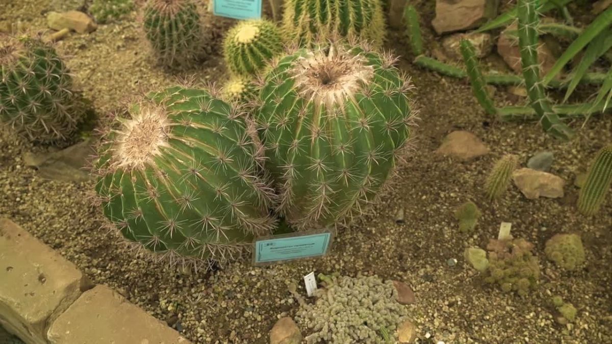В Чите развернулись работы по подготовке к строительству нового парка в районе СибВО