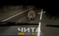 Медведь бродил по трассе возле села в Хилокском округе