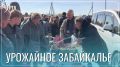 Свыше 150 тонн продукции продали на ярмарке «Золотая осень Забайкалья»